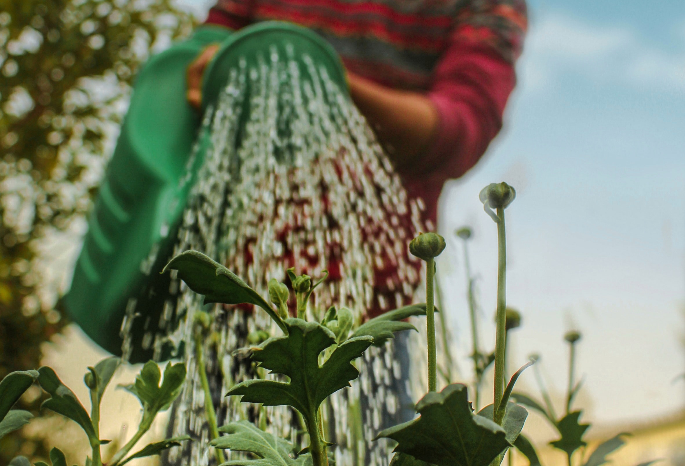 A gardener watering a plant